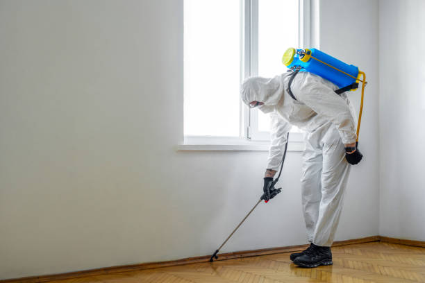 Wasp Removal Services in Berkeley, IL